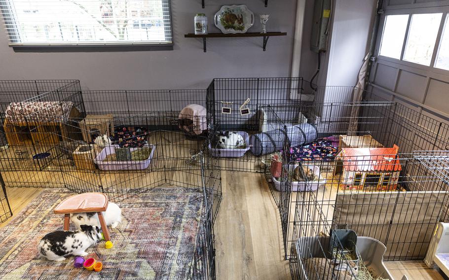 Currently 10 rabbits reside at Valerie Bertsch’s rabbit café, including Rory and Charlotte, in the center.