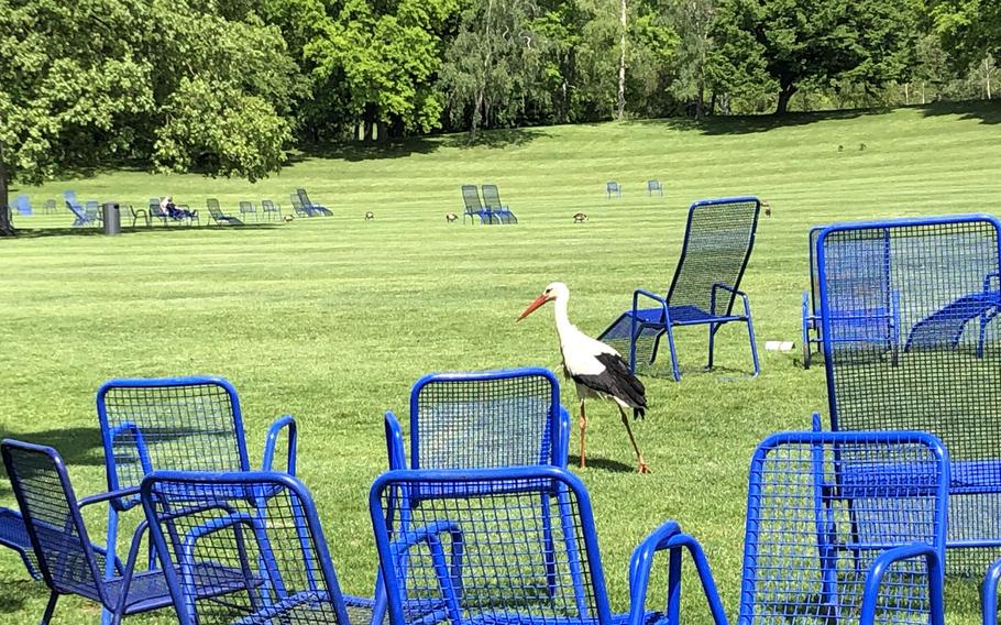 A resident stork looks for food near chairs on a green meadow at Luisenpark in Mannheim, Germany, on May 6, 2022.