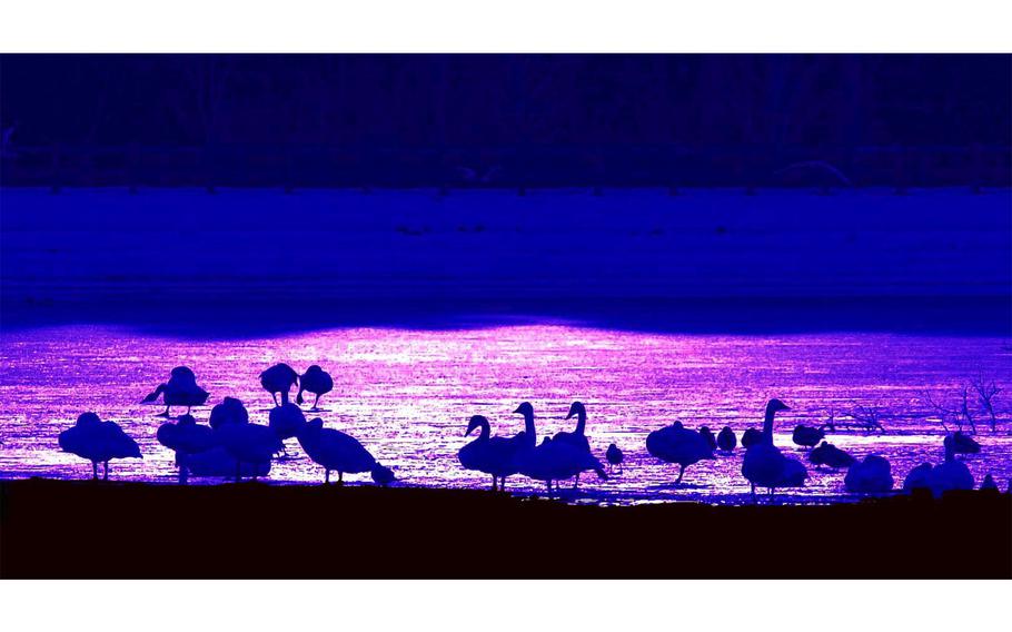 Blue silhouettes of swans cut against a purple-pink lake in the background.
