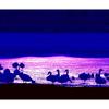 Hed: Swan Lake, 2001

Shimoda, Japan, Jan. 8, 2001: Fading winter sunlight silhouettes Siberian swans at a small lake in the community of Shimoda, six miles south of Misawa Air Base, Japan. The body of water is a popular spot for military people from the base who feed swans and ducks wintering at the lake.

META TAGS: Travel; day trip; daytrip; nature