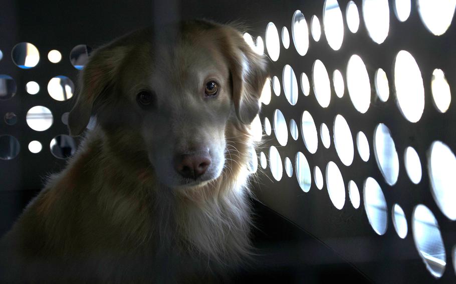Otis the dog waits to check in at the Ramstein Air Base, Germany, passenger terminal in 2020. An Air Force list of documentation needed for reimbursement of pet expenses during a permanent change of station move was issued Thursday.