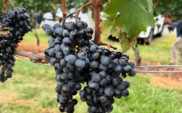Cabernet franc grapes ripen on the vine at Breaux Vineyards in Purcellville, Va. 