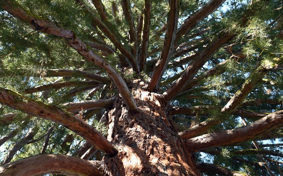 Looking up into the branches of a sequoia at the Rosenhoehe Park in Darmstadt, Germany. About 1,500 trees are planted in the park, including sycamore, ginkgo and Weymouth pine.