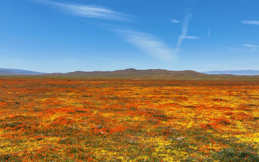 A field of wildflowers near Antelope Valley California Poppy Reserve, as seen in mid-April. The reserve, north of Los Angeles, was established to save California's state flower, which in the 18th century inspired Spanish sailors to declare the glowing coastline "la tierra del fuego," the land of fire. 