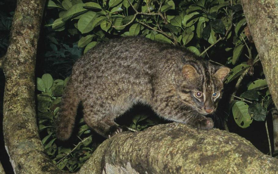 Only 100 of the wild Iriomote cat are believed to exist on the remote Iriomote Island, Okinawa, Japan.