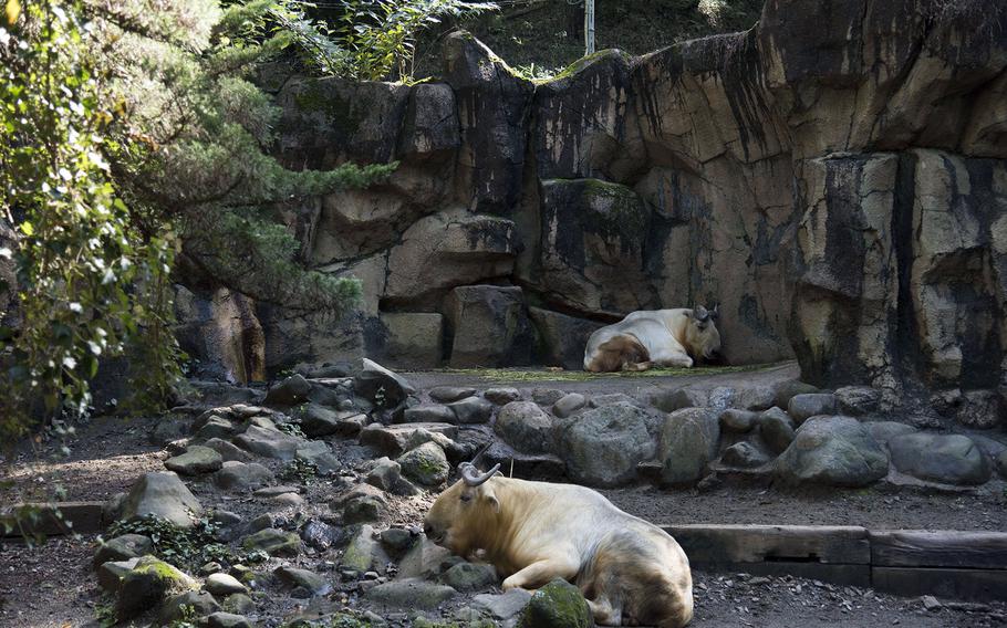 A couple of golden takins, a goat-antelope, relax in their natural habitat exhibit at Tama Zoological Park in Hino, Tokyo.