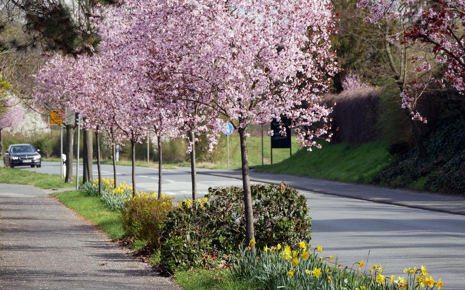 Trees lining the Bergstrasse are in full bloom in Alsbach, Germany. The Bergstrasse, or mountain road, runs from the outskirts of Darmstadt in the north, to Heidelberg in the south.