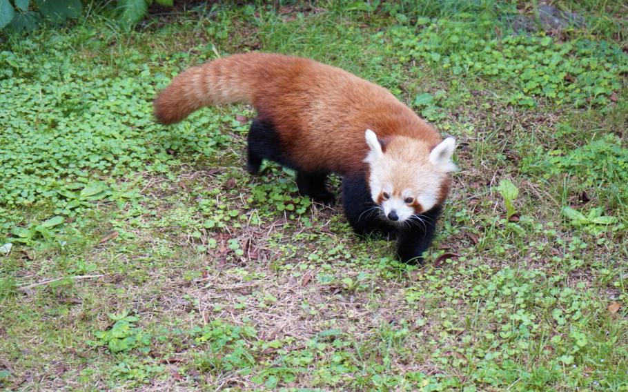 A western red panda, one of 10, plays in its enclosure at the Atagawa Tropical & Alligator Garden, Higashiizu, Japan, on Oct. 8, 2023.                               