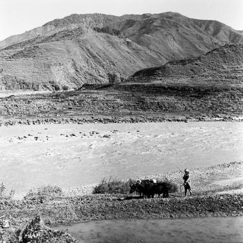 A child with some cows walking along a riverbed; a mountain rises up in the background.