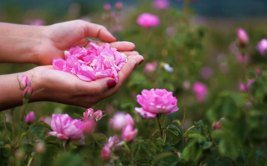 Pink-petaled Damask roses that grow in Bulgaria's Balkan Mountains are harvested and made into rose oil. 