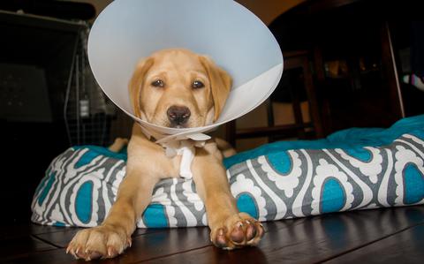 The fix is in for yet another unwitting pet