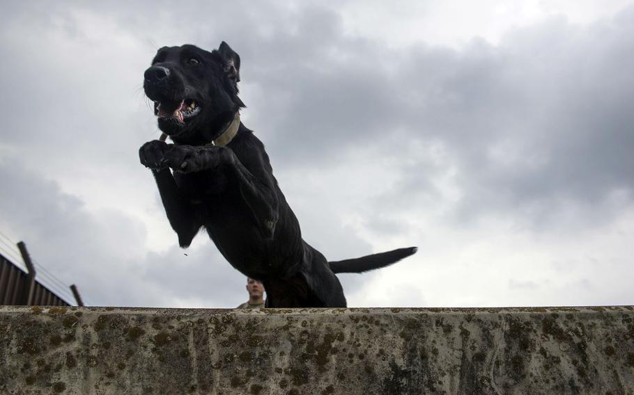 Allie, a 5-year-old Labrador retriever, leaps over an obstacle at Yokota Air Base, Japan, June 25, 2021. She and another military working dog, Splash, recently transferred to the 374th Airlift Wing from the Marine Corps on Okinawa. 