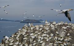 Bass Rock lies in the Firth of Forth and is home to the world's largest northern gannet colony. MUST CREDIT: Photo for The Washington Post by Karen Gardiner