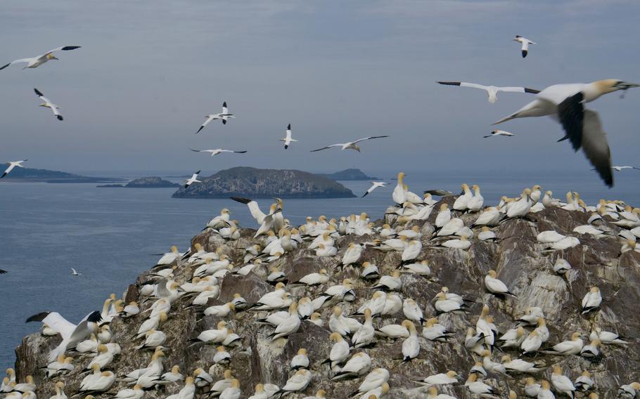 Bass Rock lies in the Firth of Forth and is home to the world’s largest northern gannet colony. 