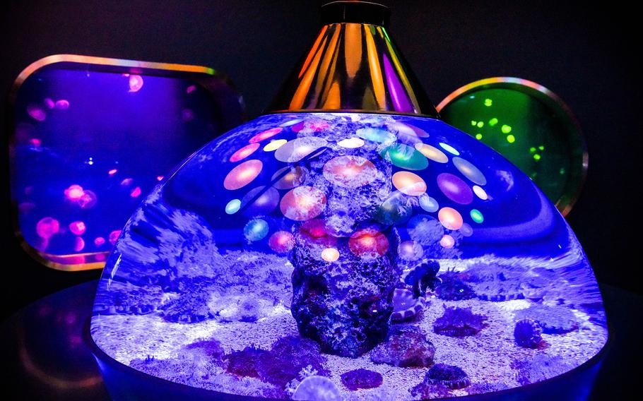 Lit from above, upside-down jellyfish rest motionless in futuristic dome tanks at the Marassi Aquarium on Diyar Al Muharraq, Bahrain.