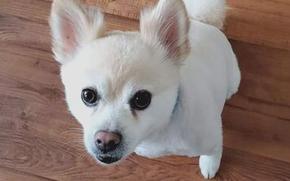 Kolbie, a 10-year-old Pomeranian mix, died on a Patriot Express flight in Japan on July 1, 2022.