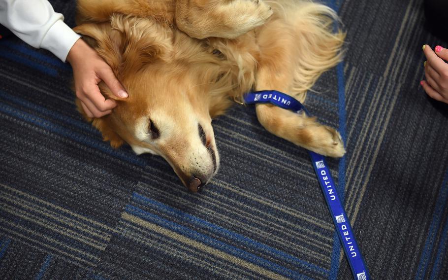 Patsy, a golden retriever, was part of United Paws, a United Airlines program that allows passengers to interact with comfort dogs at Washington Dulles International Airport. 