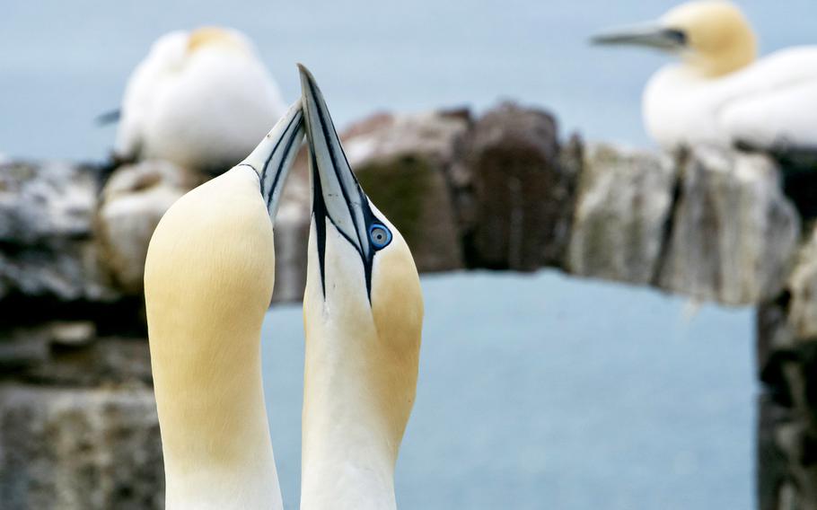 Gannets perform a ritual known as “fencing.”