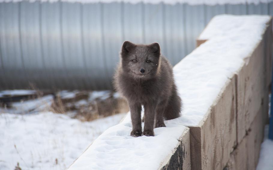 Arctic foxes, or “Archies,” hang around outside the base dining facility at Thule. The base has a lot of foxes, and Arctic hares dot the hillsides. Musk ox can be seen on occasion, as are polar bears.