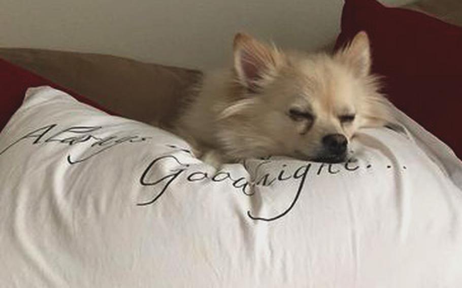 Kolbie, a 10-year-old Pomeranian mix, died on a Patriot Express flight in Japan on July 1, 2022.