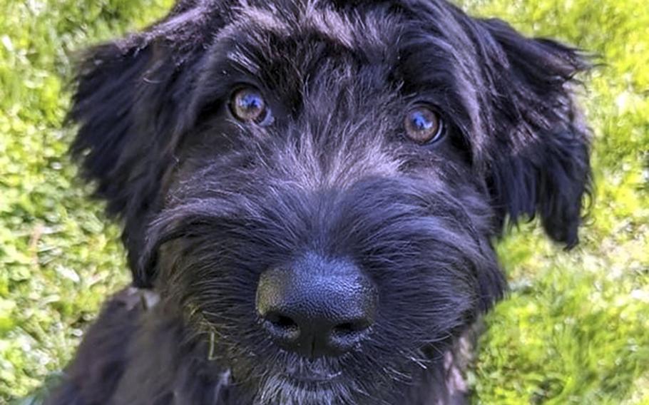 Sammy was trained through Semper K9, a charity based near Quantico, Va., that turns rescued dogs into service animals for disabled vets at no cost to them.