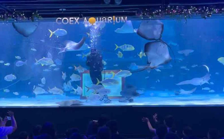 Visitors watch a fish feeding at Coex Aquarium in Seoul, South Korea. 