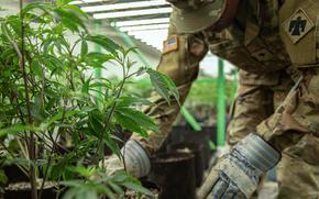 An Oklahoma Army National Guard Soldier pulls illegally grown marijuana plants out of their pots in Kay County, Oklahoma, Sept. 28, 2022. The Oklahoma National Guard supported the Oklahoma Bureau of Narcotics by providing service members and equipment to collect large amounts of illegally grown marijuana and transporting them to an undisclosed location for destruction. (Oklahoma National Guard photo by Spc. Haden Tolbert)
