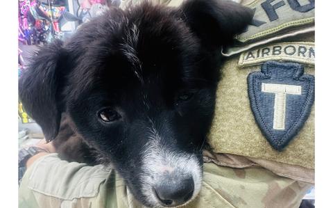 Service members reunite with their pets from overseas: ‘It meant everything to me’