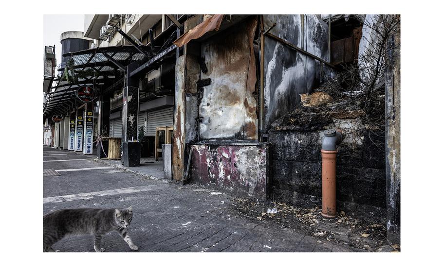 Stray cats roam the deserted streets of the northern Israeli city of Kiryat Shmona, where rockets fired by Hezbollah, an Iranian-backed militant group, damaged a restaurant several months ago. 