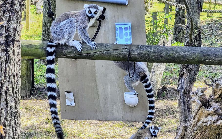 Ring-tailed lemurs eye visitors at the Parco Zoo Punta Verde in Lignano Sabbiadoro, Italy, on Aug. 17, 2021. The zoo offers educational entertainment for the whole family.