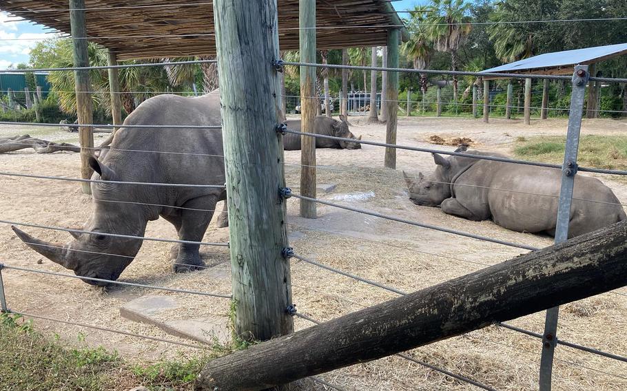 White rhinoceros at ZooTampa in Tampa, Fla., on April 23, 2024.