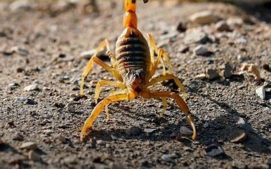 Scorpions sting and hospitalize hundreds in Egypt, roused by freak storm |  Stars and Stripes