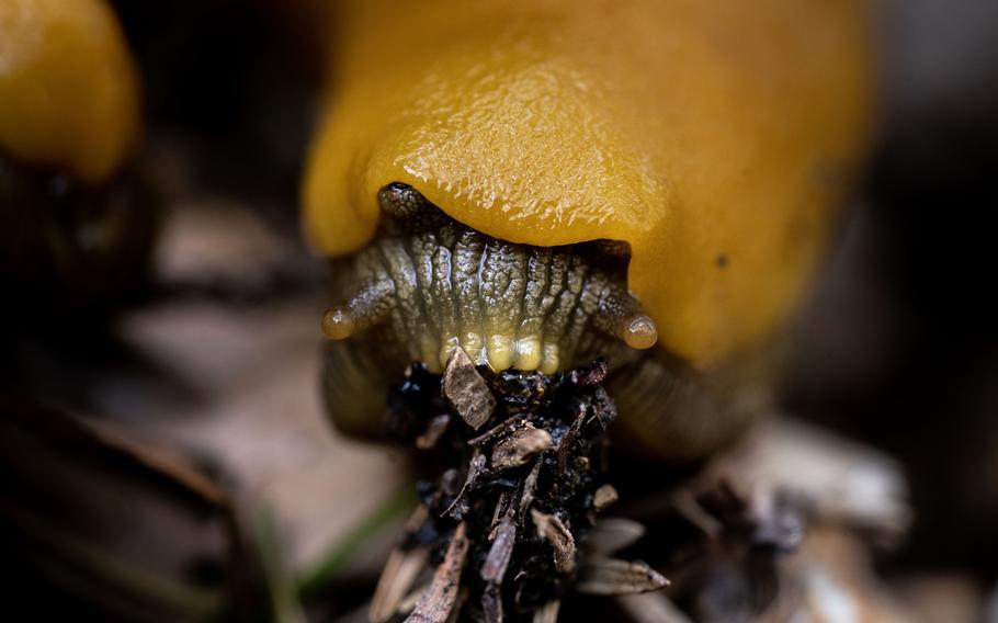 A banana slug eats from soil in the Big Basin area of the Santa Cruz Mountains in Pescadero, Calif. 