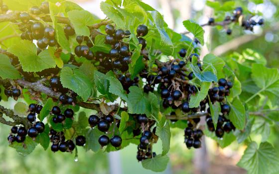 Close-up. Selective focus on berries.