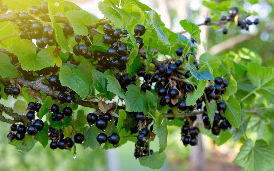 Close-up. Selective focus on berries.