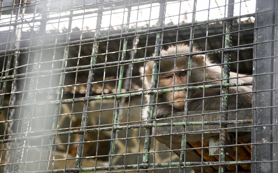 A monkey squints in its cage Kabul Zoo in Afghanistan on Aug. 12, 2021, to the delight of families who strolled through the zoo. It was a fleeting moment of calm in the days before the Taliban surrounded the city.