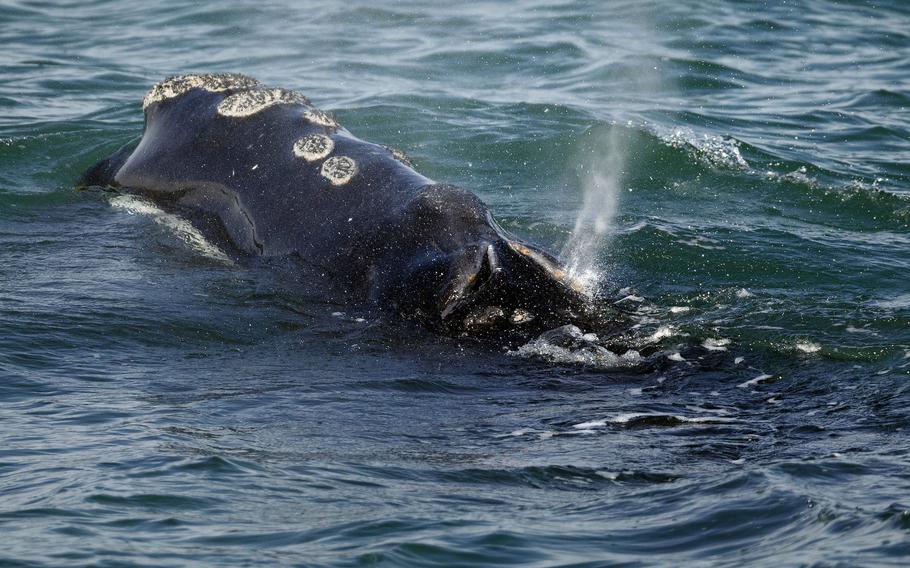 A North Atlantic right whale feeds on the surface of Cape Cod bay, March 28, 2018, off the coast of Plymouth, Mass. Th The federal government says vessels off the East Coast must slow down more often to help save the vanishing species of whale. The National Oceanic and Atmospheric Administration proposed the new rules designed to prevent the North Atlantic right whale from colliding with ships. Vessel strikes and entanglement in fishing gear are the two biggest threats to the giant animals, which number less than 340 and are falling in population. 