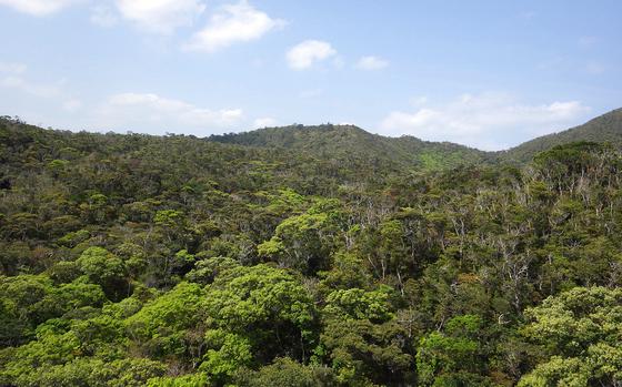 The U.S. and Japanese governments in July 2023 formalized an agreement over environmental stewardship of this evergreen broadleaved forest, a United Nations Educational, Scientific and Cultural Organization World Heritage Site, on Okinawa. 