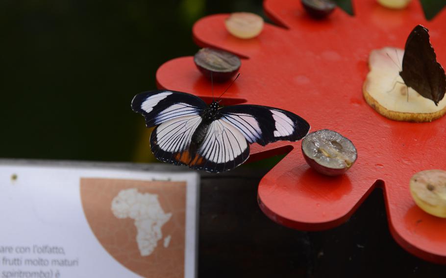 This butterfly, native to Africa, chows down on a slice of fruit at the House of the Butterflies in Bordano, Italy.