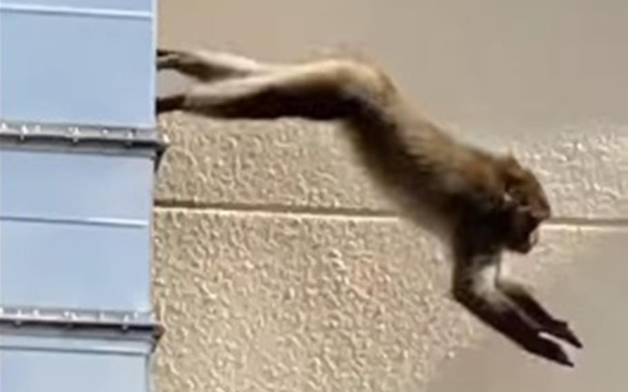 Spotted atop the dental clinic at Yokota Air Base, Japan, Wednesday, Oct. 20, 2021, a monkey was soon a star of social media as residents posted photos and videos of their macaque sightings.