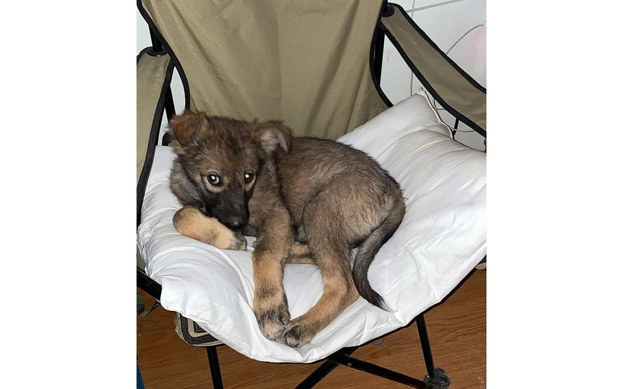 Pepper, a dog adopted by a U.S. soldier in Jordan, lounges on a chair. The soldier said he is concerned he will not be able to bring Pepper back to the U.S. after the Centers for Disease Control and Prevention on June 14, 2021, announced a one-year ban on dog imports from 113 countries with a high rabies risk, including Jordan.