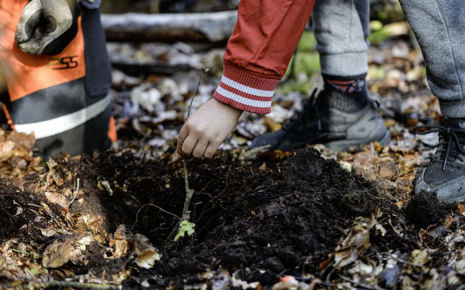A Ramstein elementary student plants an oak seedling on the new nature trail at Ramstein Air Base, April 23, 2024.