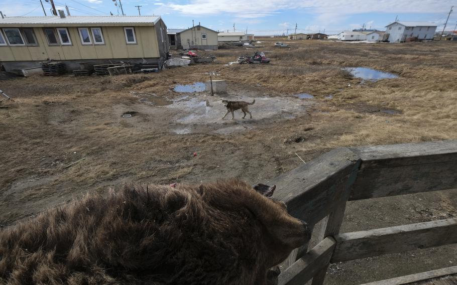 A dog outside homes in Nuiqsut, Alaska, on May 28, 2019. 