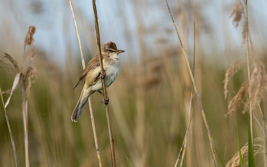 Warblers are among the bird species that can be spotted in Europe this time of year.