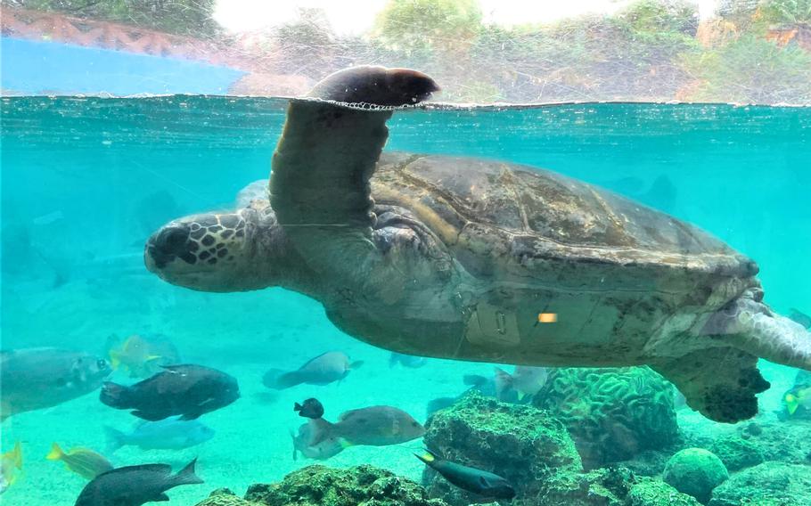 A large sea turtle swims inside the Aqua Museum aquarium at Yokohama Hakkeijima Sea Paradise near Yokohama, Japan, Oct. 1, 2023.