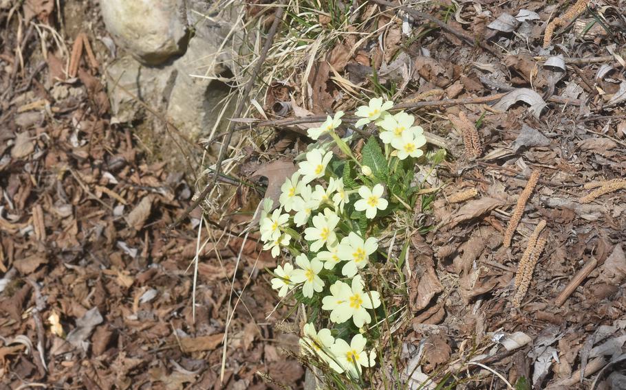 Spring hasn't quite sprung at the "naturalistic oasis" along the shores of the Lago Santa Croce in Italy. So various hues of brown dominate the landscape. But there are signs that the season is changing.