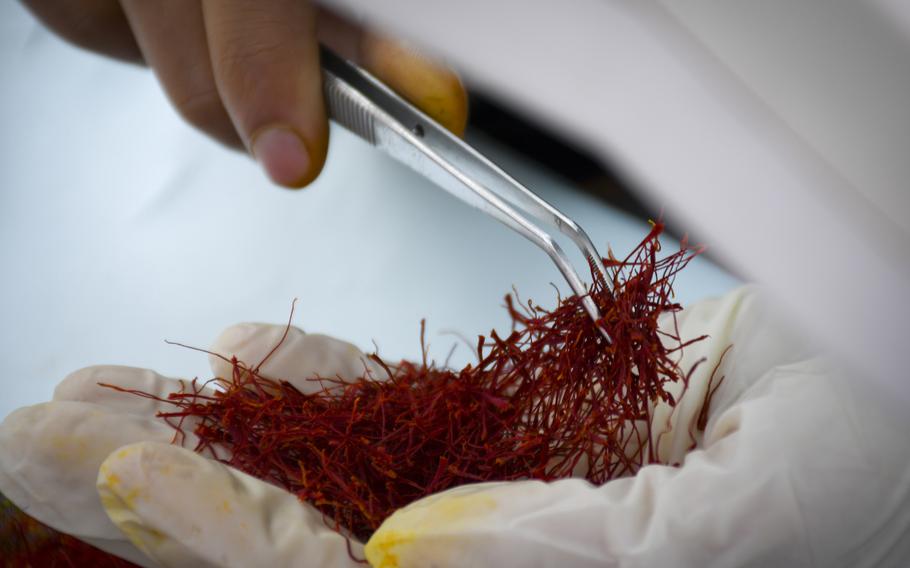 A woman inspects red stigmas from a purple crocus flower for impurities, as part of a process of refining saffron, which in part due to its labor-intensive harvesting and processing process is sold as the most expensive spice in the world. 