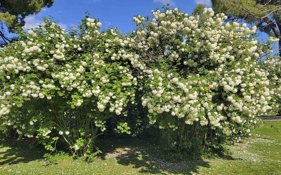 Hydrangeas line the path along the avenue of pines at the Garden Park Sigurta, located in Valeggio sul Mincio, about a two-hour drive from Aviano Air Base in Italy. 