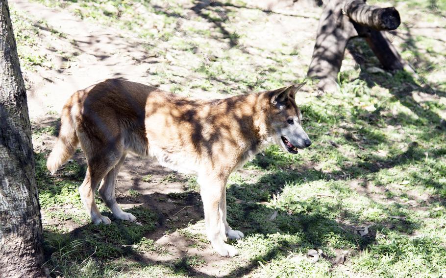 The dingoes at Rockhampton Zoo in Australia like to relax in hollow logs but will come out every once in a while. 