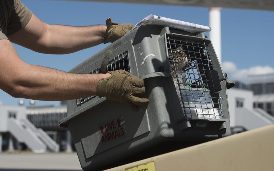 U.S. Air Force Staff Sgt. Corey Klucker, 721st Aerial Port Squadron, places a cat on a conveyor belt outside the passenger terminal at Ramstein Air Base, Germany, in May 2020. A rule change implemented in August 2021 by Air Mobility Command allows only cats and dogs to be transported as pets on Defense Department flights, including the Patriot Express.